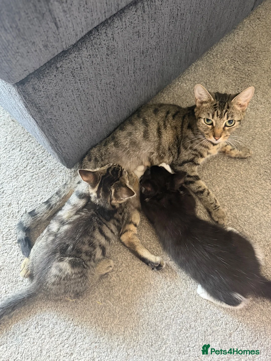 Mixed Breed cats for sale: 2 very playful kittens  - Advert 1