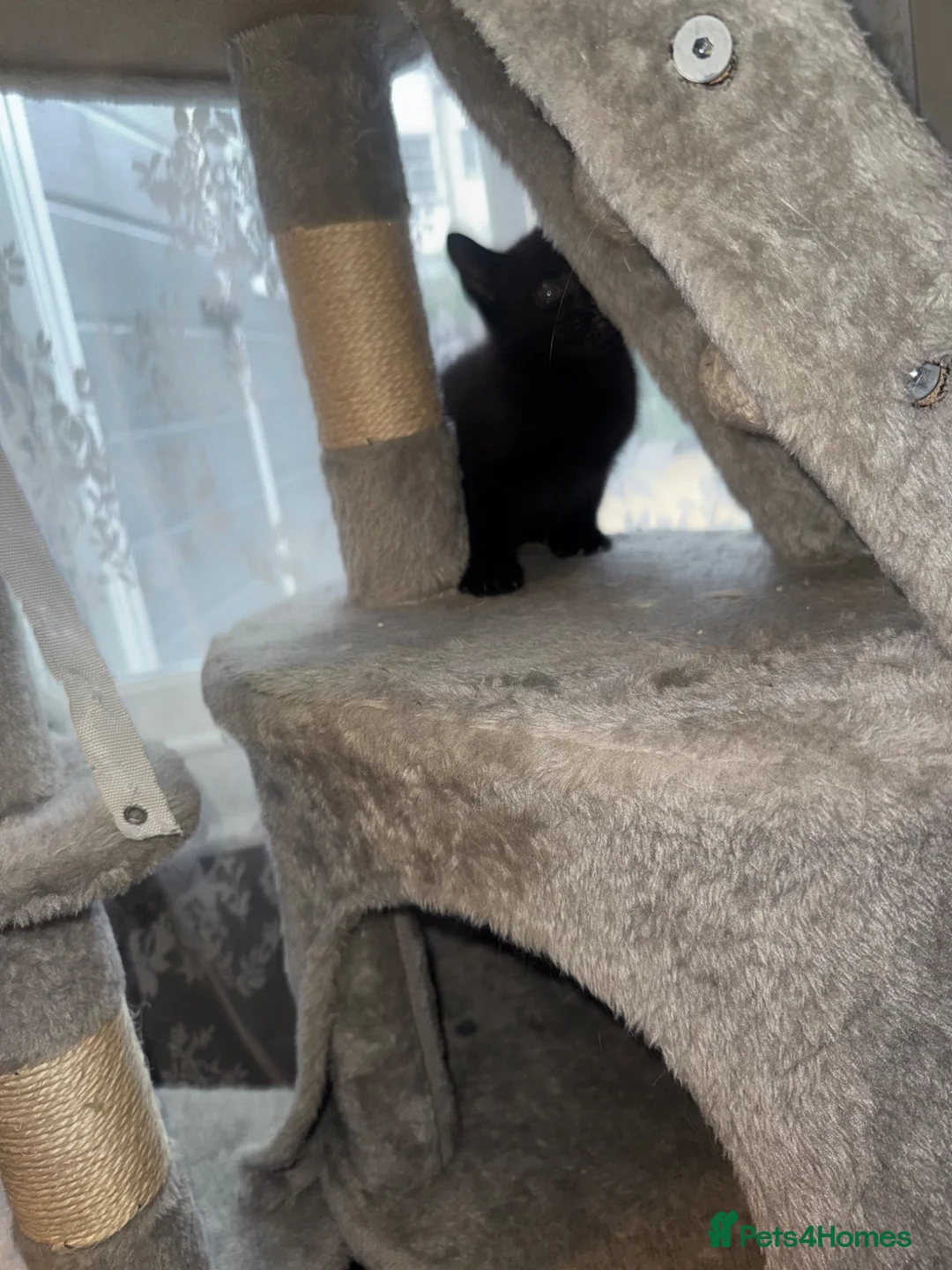 Mixed Breed cats for sale: 3 beautiful kittens for sale  - Advert 9