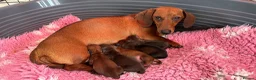 Miniature Dachshund dogs for stud: STUD Mini Dachshund  - Advert 15