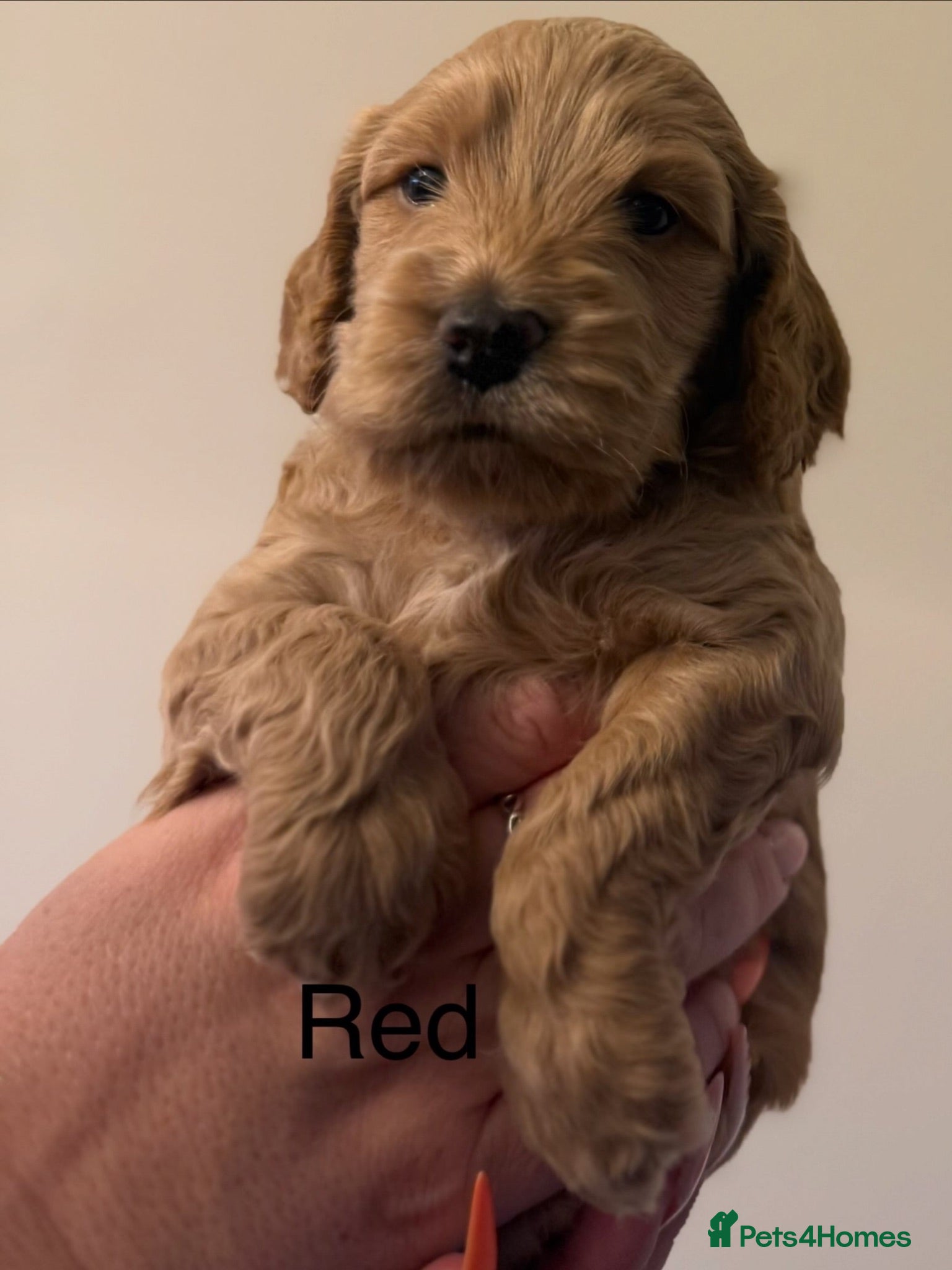 Cockapoo dogs F2 cockapoos - Advert 16