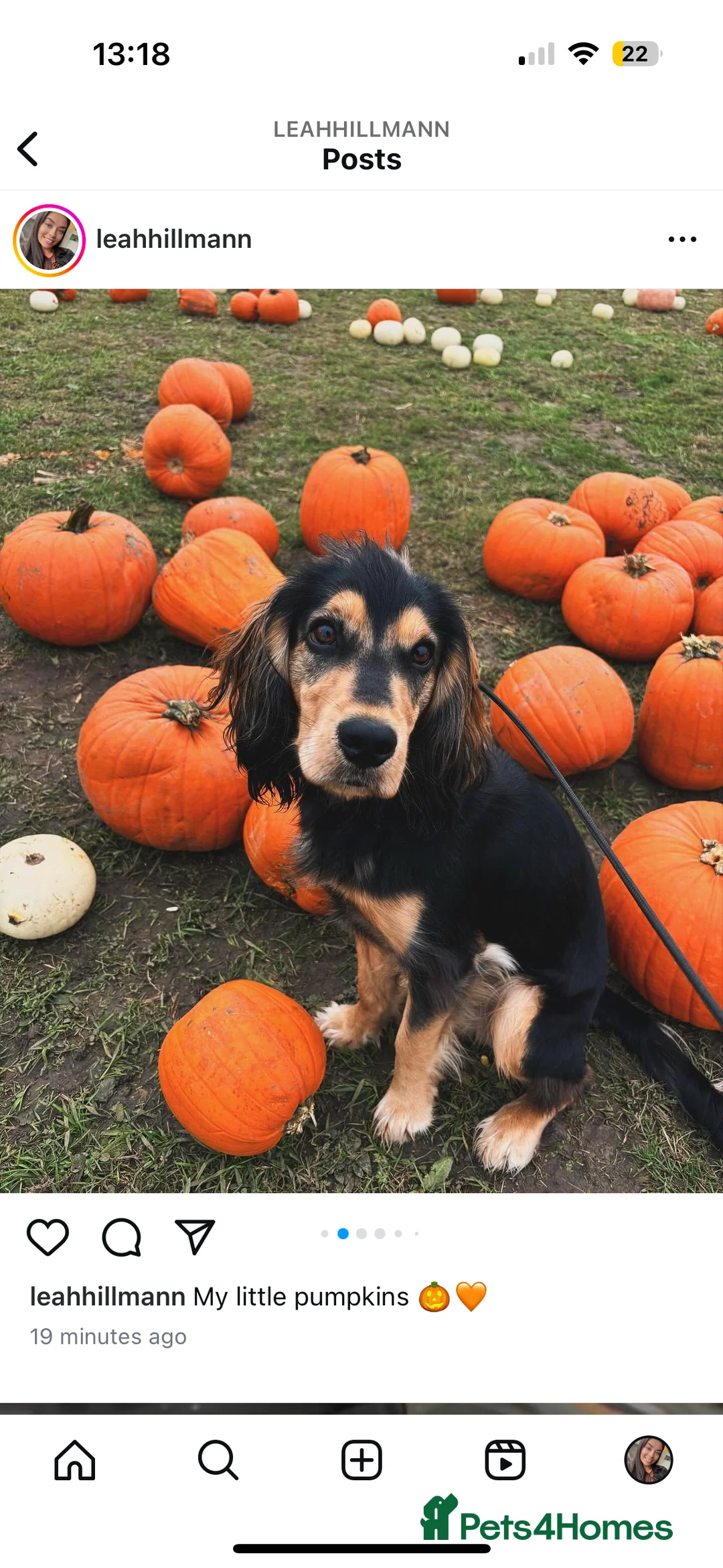 Cockerdor dogs for sale: Hector 2 year old Cockerdor  - Advert 24