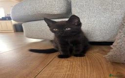 Maine Coon cats for sale: *ready now* Beautiful big Maine coon x BSH kittens - Image 10