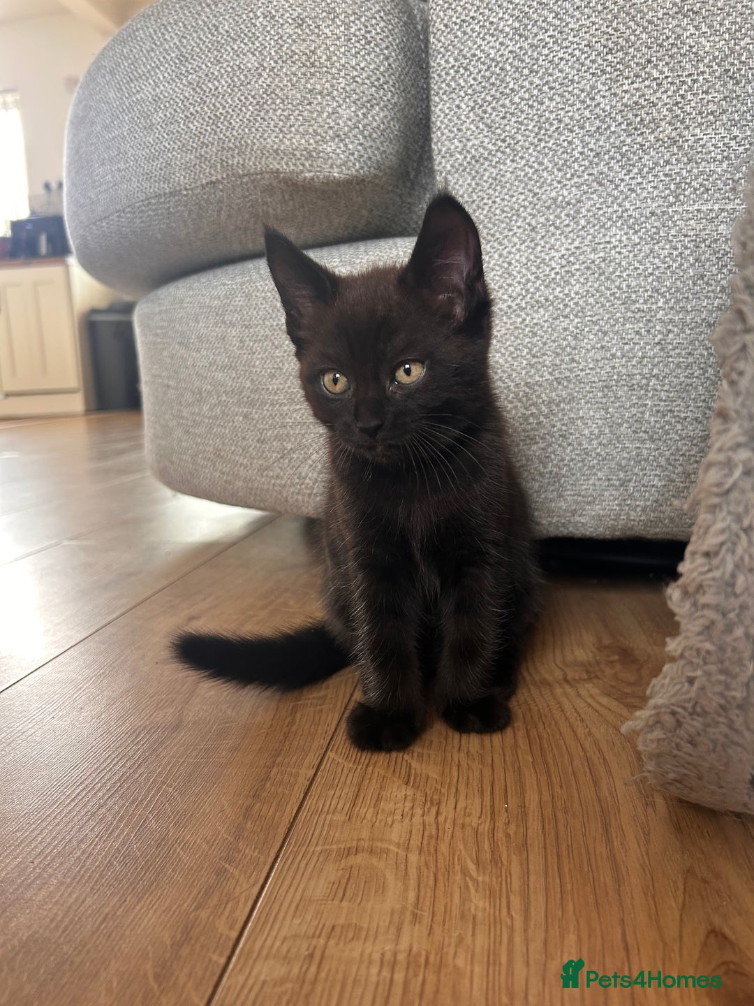 Maine Coon cats for sale: *ready now* Beautiful big Maine coon x BSH kittens - Image 10