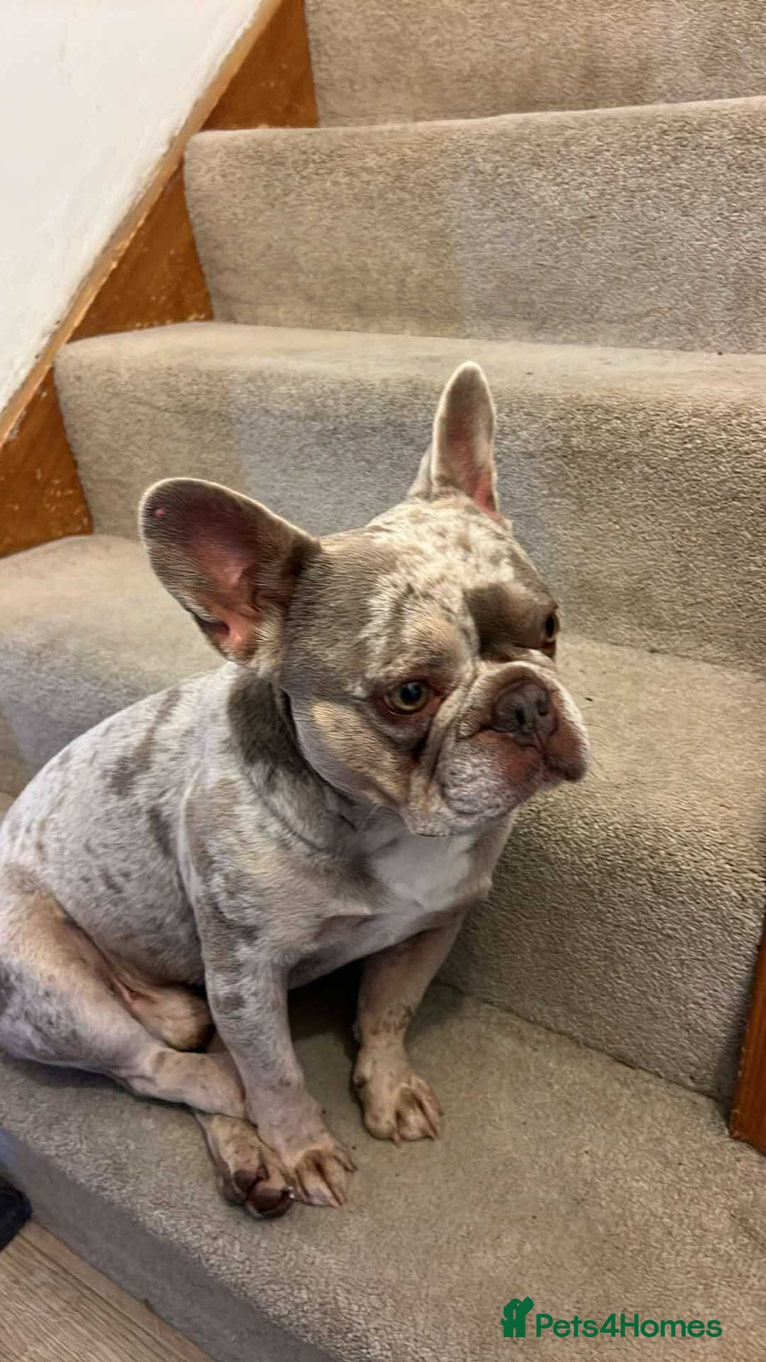 French Bulldog dogs for stud: Charlie available for stud - Image 5