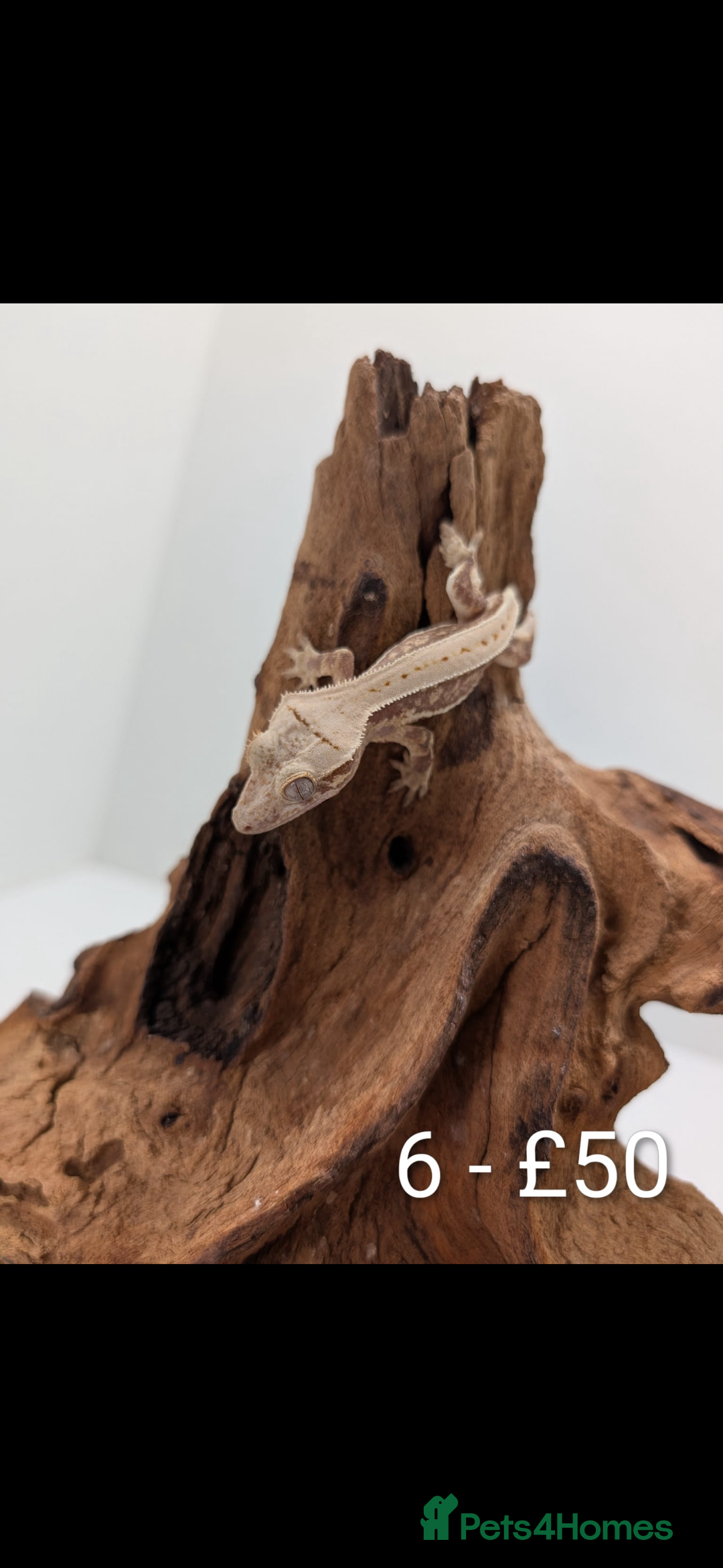 Gecko reptiles for sale: Beautiful baby crested geckos! - Image 5
