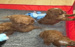 Cavapoo dogs for sale: Fox Red Cavapoo F1 Puppies  - Image 28
