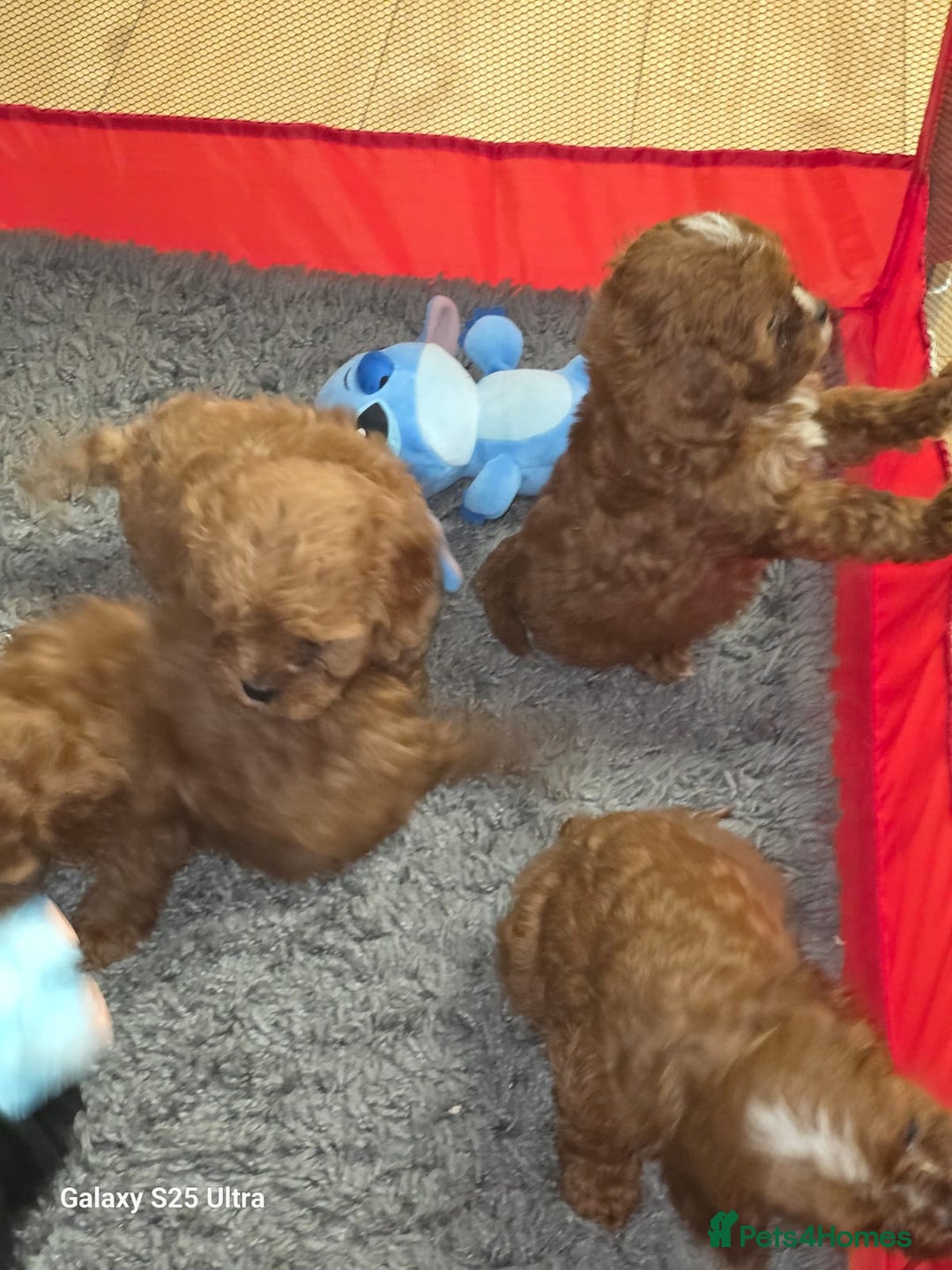 Cavapoo dogs for sale: Fox Red Cavapoo F1 Puppies  - Image 28