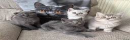 Scottish Fold cats for sale: Last two girls ❤️Lovely scotish kittens💕💕💕 - Advert 1