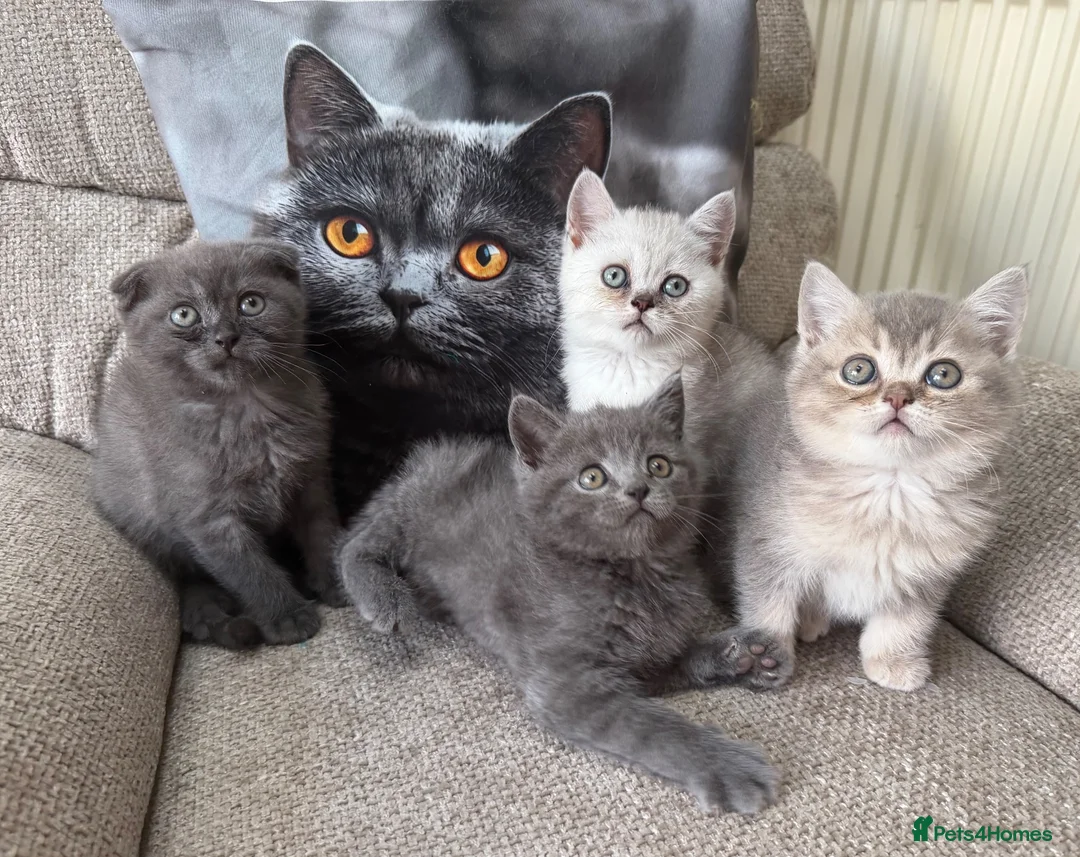 Scottish Fold cats for sale: Last two girls ❤️Lovely scotish kittens💕💕💕 - Advert 1