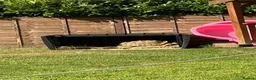 Tortoise reptiles for sale: 15 year old Sulcata tortoise  - Advert 4