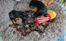 Dachshund dogs for sale: Miniature Dachshund  - Image 7
