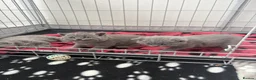 British Shorthair cats for sale: Chunky GCCF registered British shorthair kittens  in Leeds - Advert 5