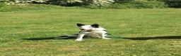 Border Collie dogs for stud: For stud only in Blackwood - Advert 5