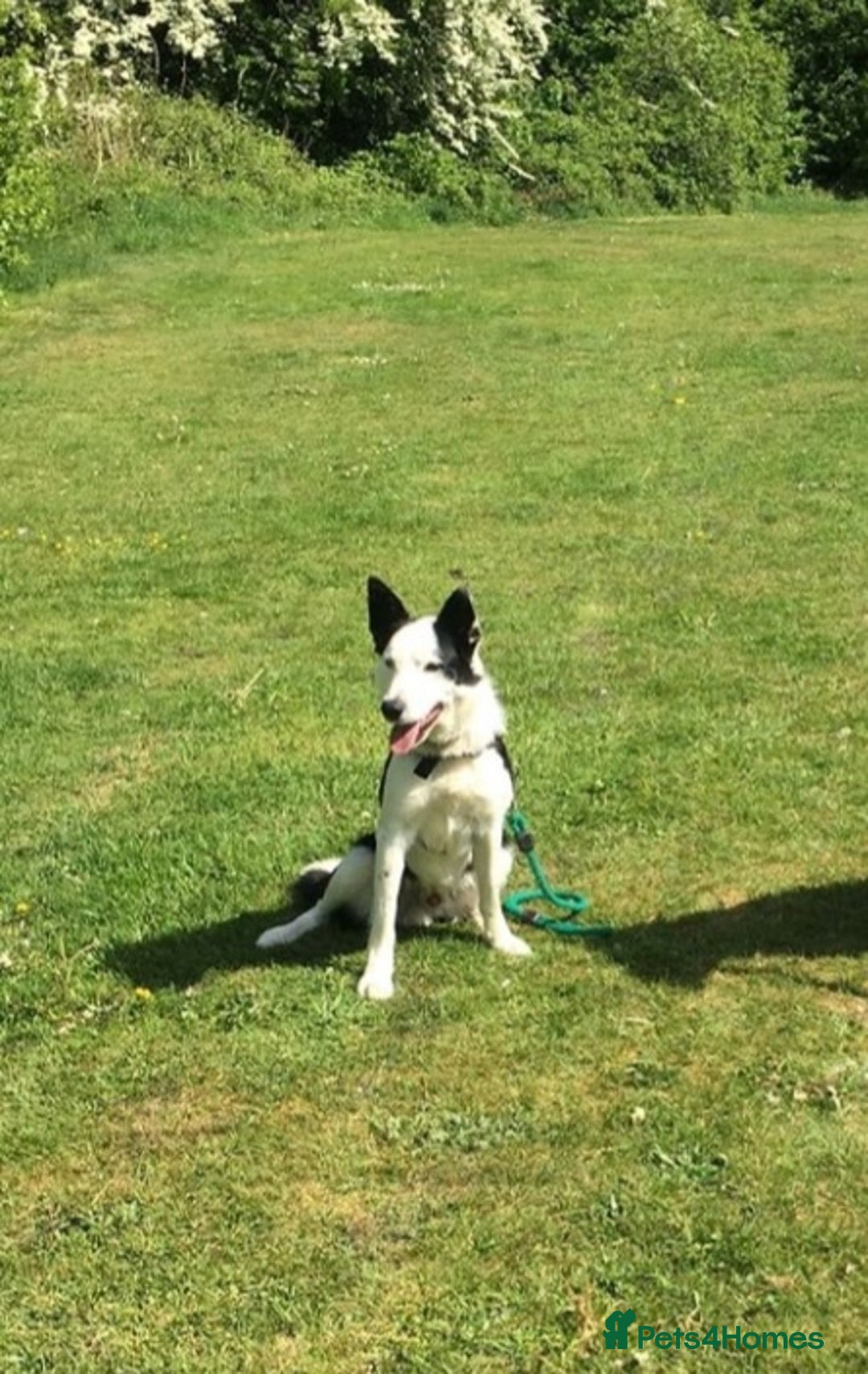 Border Collie dogs for stud: For stud only in Blackwood - Advert 5
