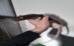 Rat rodents for sale: 4 Male rats for sale  - Image 4