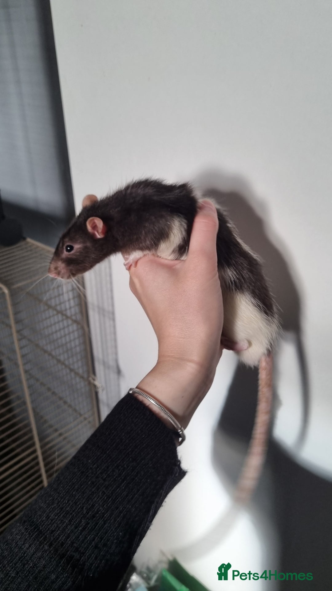 Rat rodents for sale: 4 Male rats for sale  - Image 4
