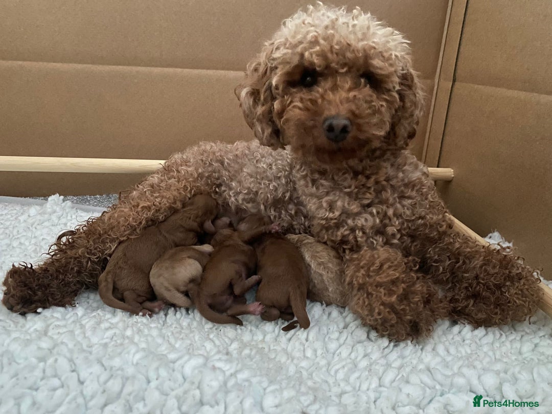 Miniature Poodle dogs for stud: RUPERT MINIATURE POODLE in Southampton - Advert 24