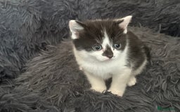 British Shorthair cats for sale: British shorthair/ tuexedo kittens  - Image 19