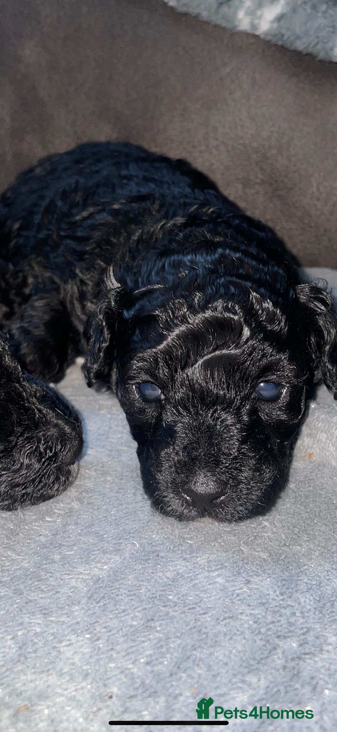 Maltipoo dogs for sale: Toy maltipoos - Image 6