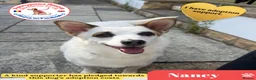 Mixed Breed dogs for adoption: Nancy - Advert 1