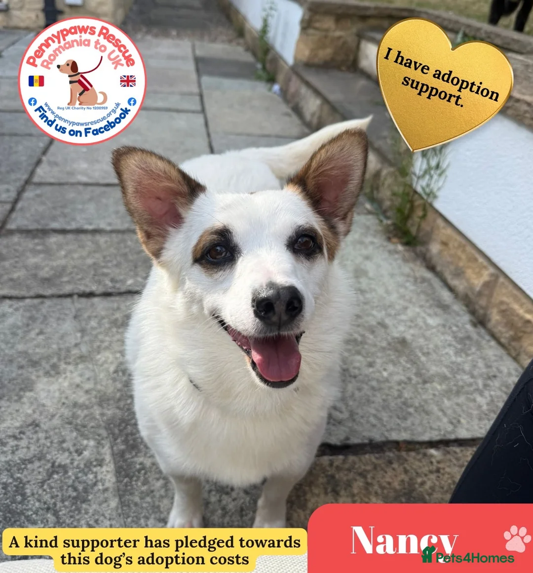 Mixed Breed dogs for adoption: Nancy - Advert 1