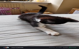 Mixed Breed cats for sale: Kitten for sale - Image 6