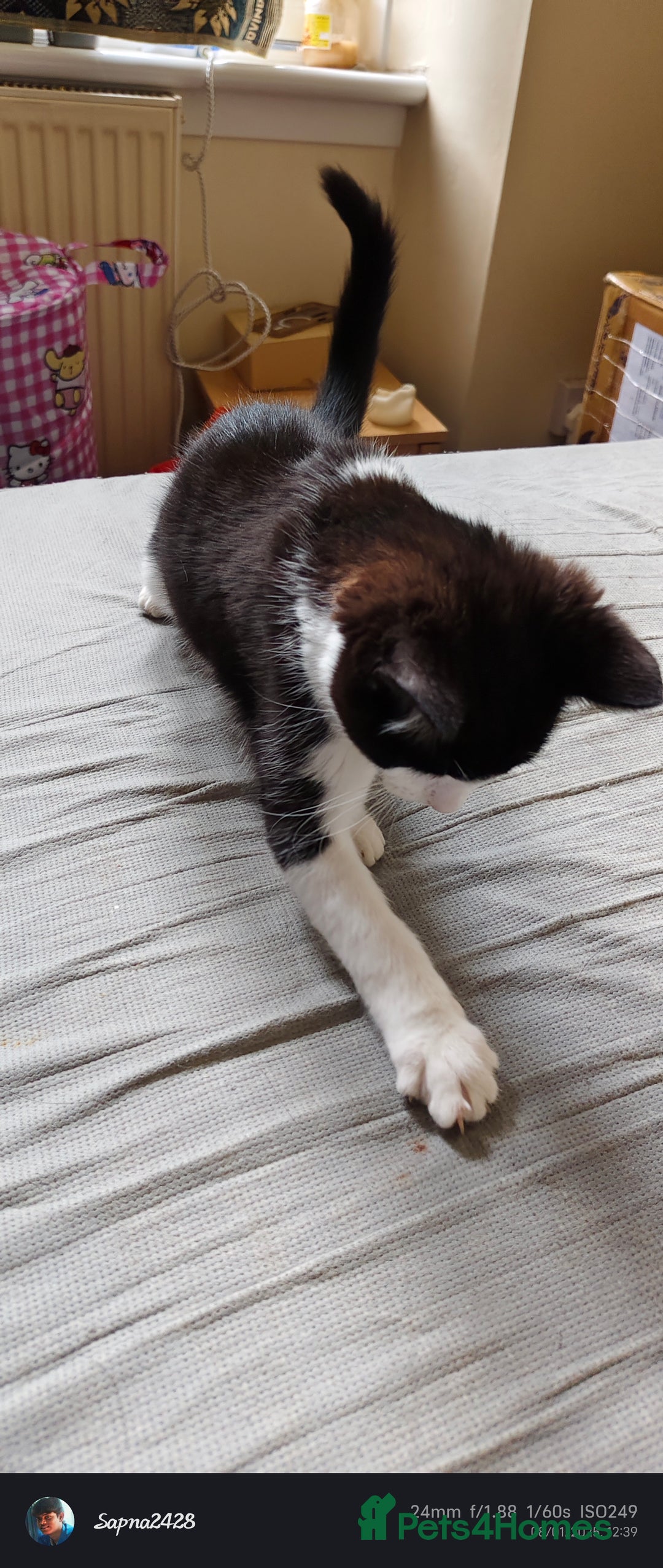 Mixed Breed cats for sale: Kitten for sale - Image 6