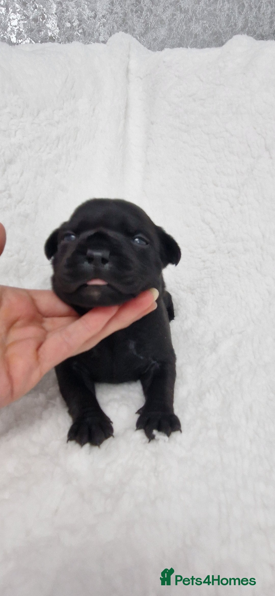 Staffordshire Bull Terrier dogs for sale: 4 Kc Reg Staffordshire Bull Terrier Females 🩷 - Advert 14