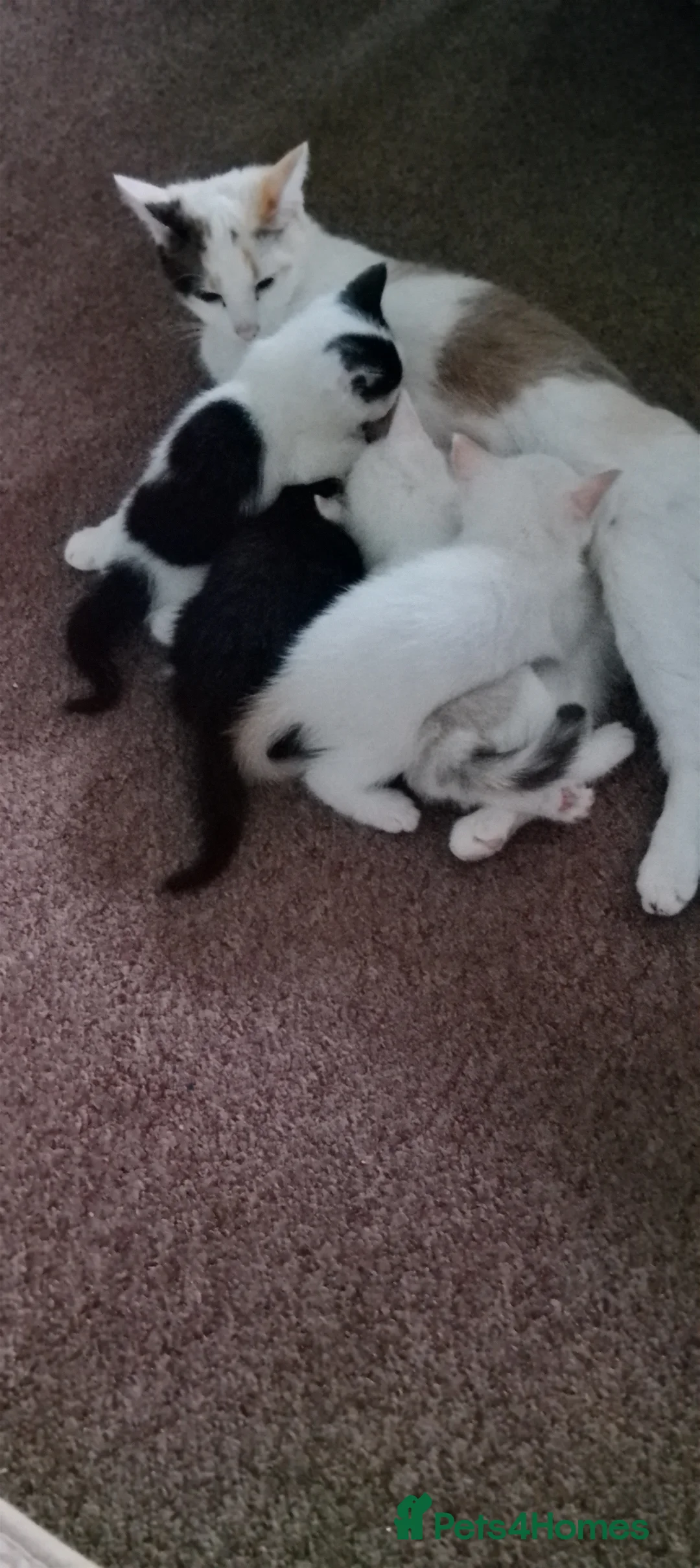 Mixed Breed cats for sale: Kitten  in Harlow - Advert 2
