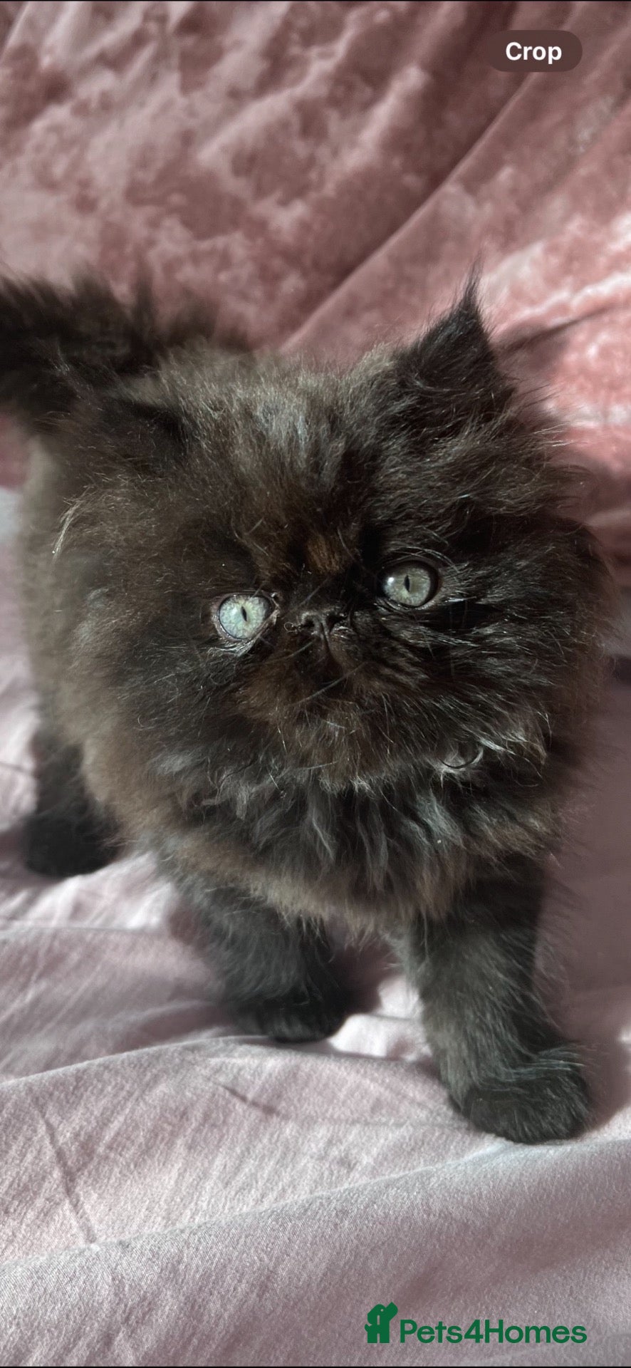 Persian cats rare black smoke Persian Kitten - Advert 1