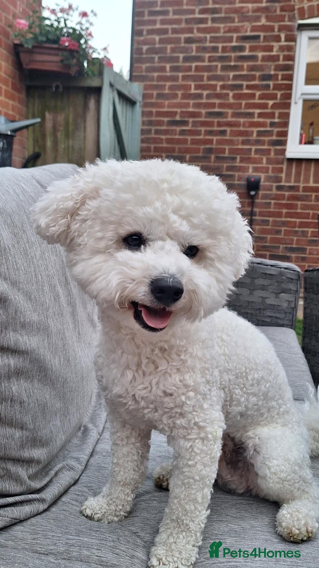 Bichon Frise dogs Bichon frise for stud only, not for sale. - Advert 1