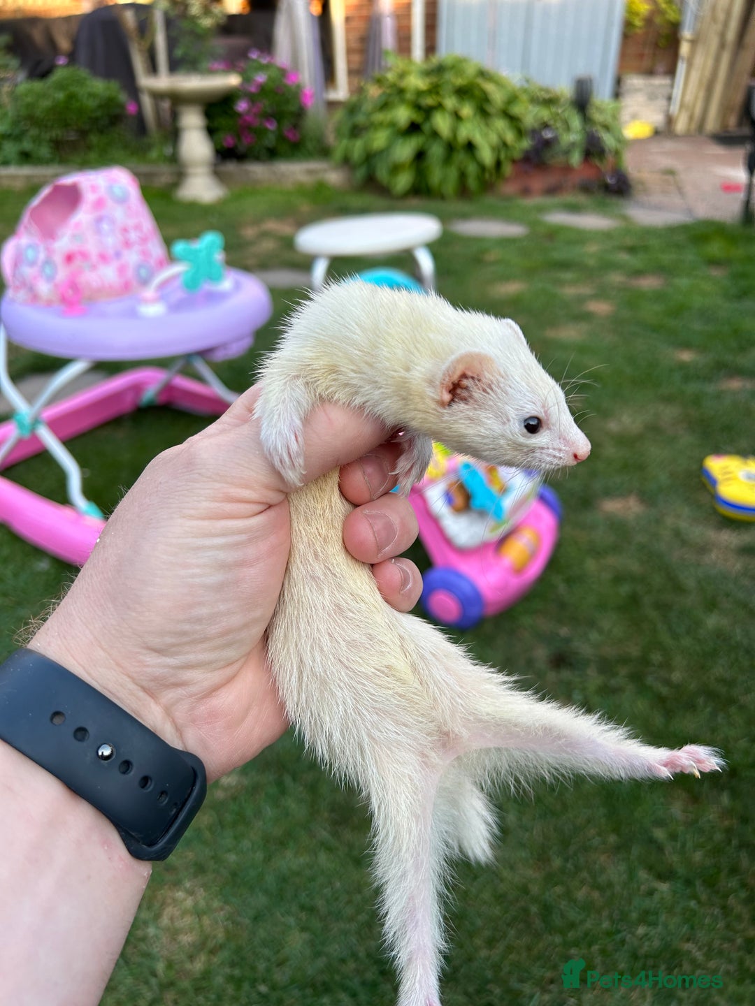 Ferret rodents for sale: Micro Ferrets for sale adult - Image 4