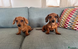 Miniature Dachshund dogs for sale: KC reg Miniature Dachshunds ready to go! in Tiverton - Image 17