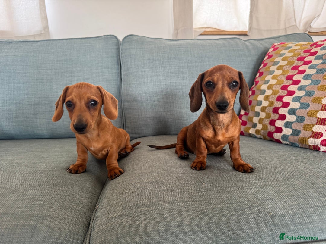 Miniature Dachshund dogs for sale: KC reg Miniature Dachshunds ready to go! in Tiverton - Image 17