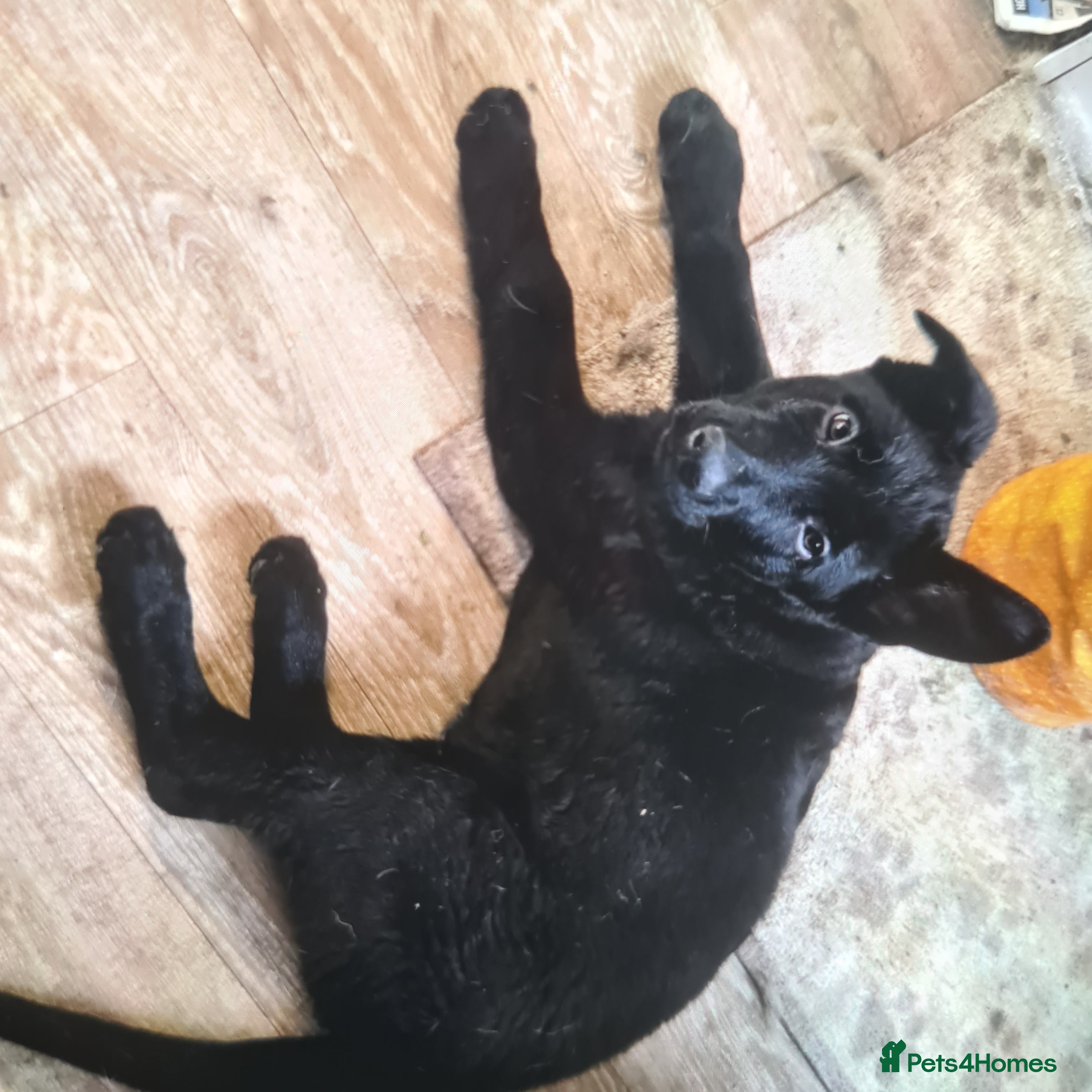 German Shepherd dogs Straight backed German Shepherd  - Advert 2