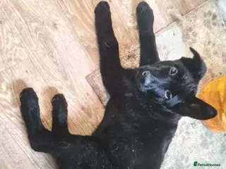 German Shepherd dogs Straight backed German Shepherd - Advert 2