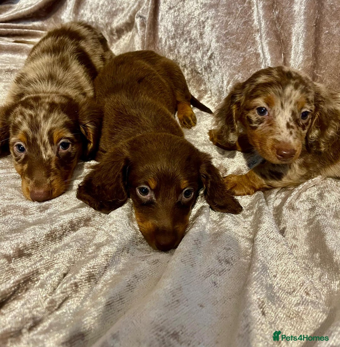 Miniature Dachshund dogs for sale: Long haired Dachshund puppies  - Image 3