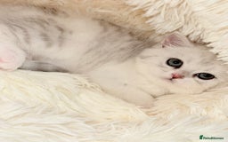 British Shorthair cats for sale: TICA REGISTERED CHAMPION LINES HUGE KITTEN 4 SALE! - Image 14