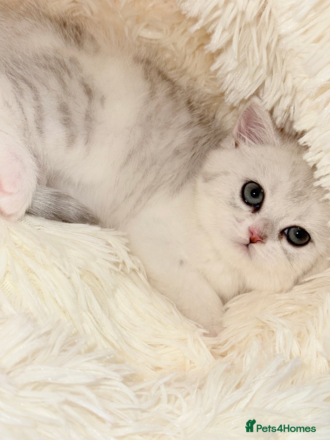 British Shorthair cats for sale: TICA REGISTERED CHAMPION LINES HUGE KITTEN 4 SALE! - Image 14