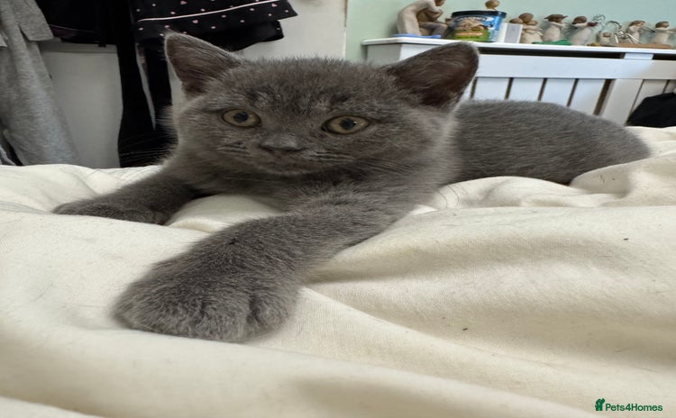 British Shorthair cats Full pedigree, British blue shorthair kittens x2 - Advert 3