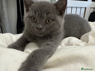 British Shorthair cats Pedigree kittens British blue shorthair ready now - Advert 3