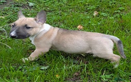English Bull Terrier dogs for sale: KC REG ENGLISH BULL TERRIER PUPS - Image 17