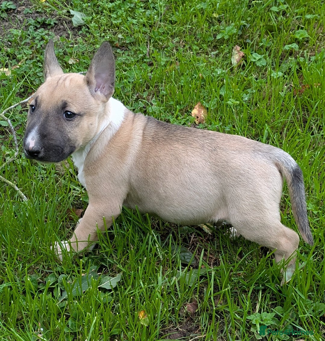 English Bull Terrier dogs for sale: KC REG ENGLISH BULL TERRIER PUPS - Image 17