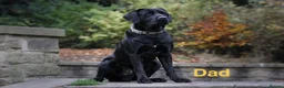 Labrador Retriever dogs for sale: KC REGISTERED BLACK LABRADOR in Manchester - Advert 15