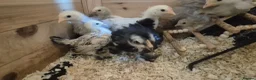 Chickens poultry for sale: 4 week old mixed Bantams  - Advert 13