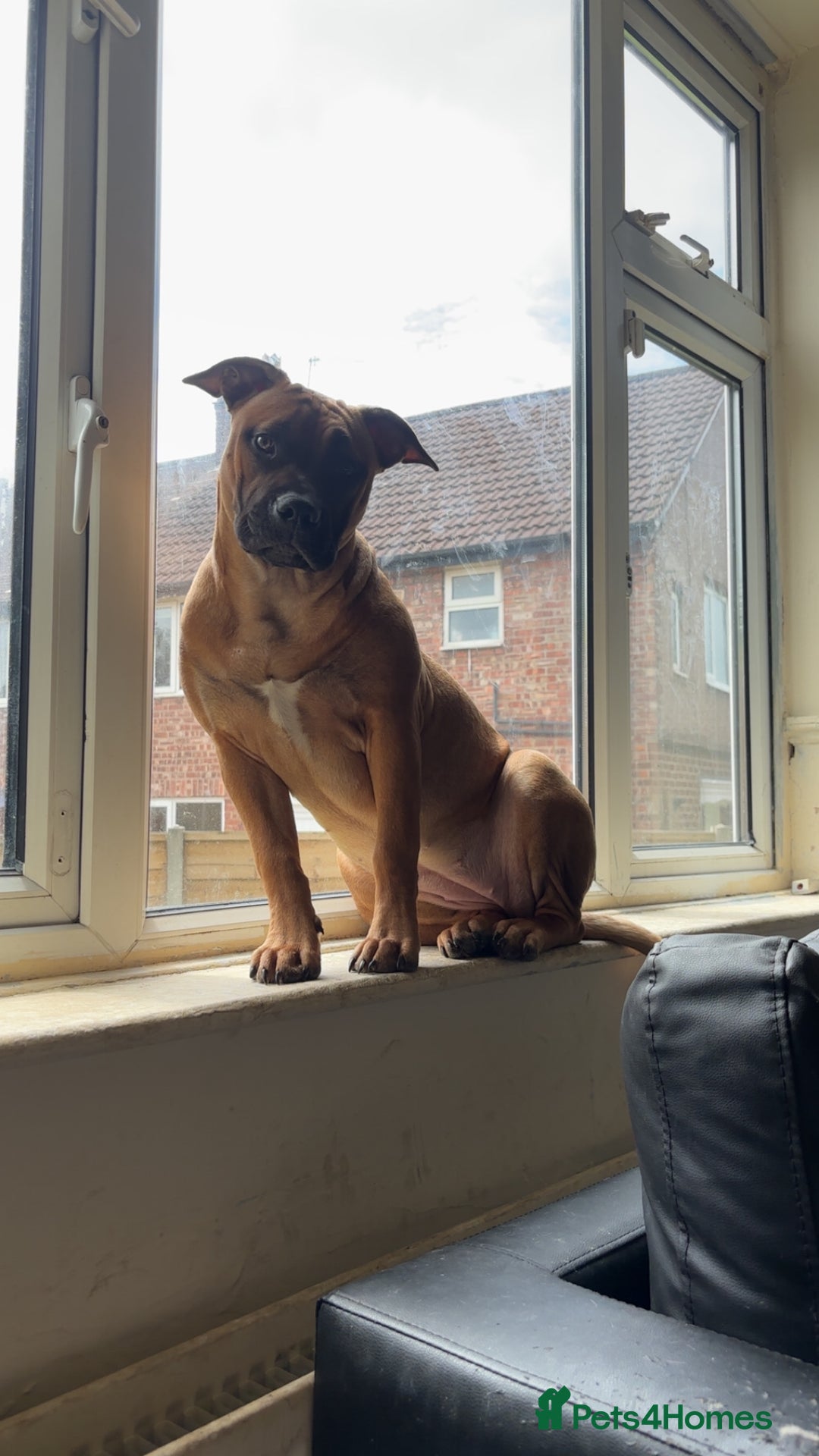 Staffordshire Bull Terrier dogs for sale: Lola is an bubbly staffy - Advert 4
