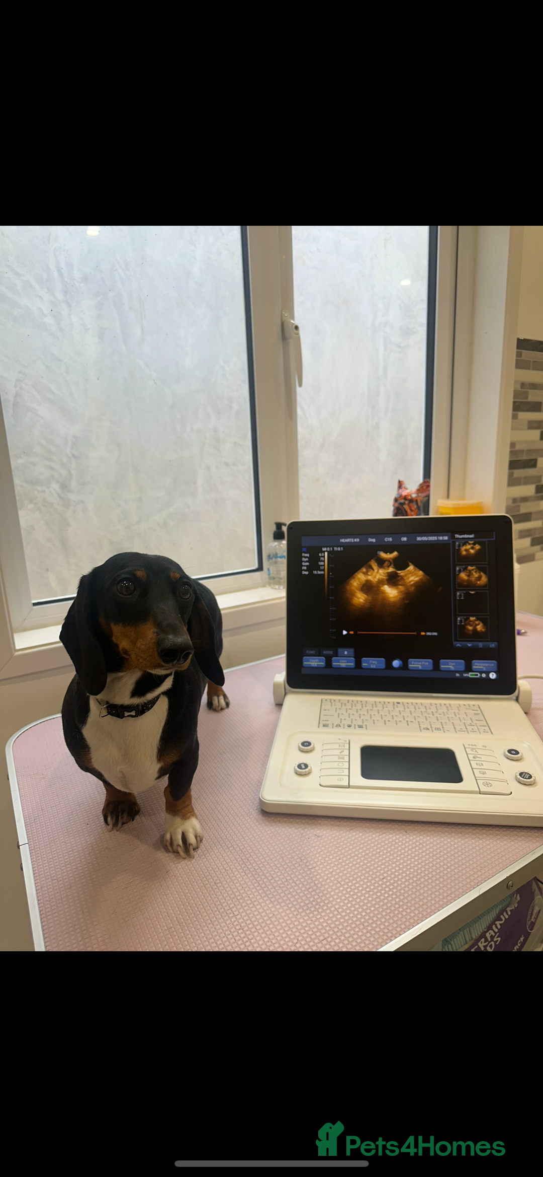 Miniature Dachshund dogs for sale: Short-haired Miniature Dachshunds  - Image 11