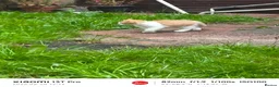Mixed Breed cats for sale: Ginger and white male kitten  - Advert 5