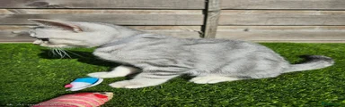 British Shorthair 2
