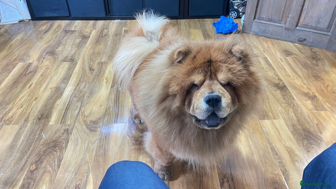 Chow Chow dogs for sale: Chow Chow  - Image 3